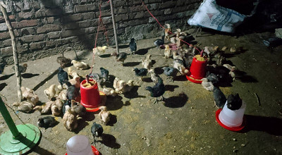 Chickenfarming02 N